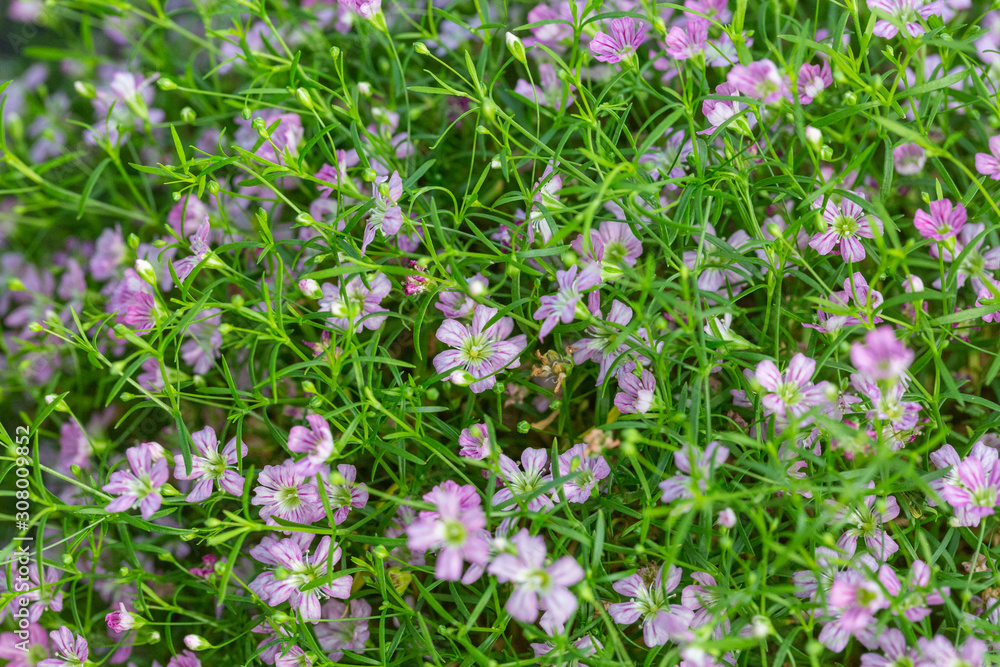 Blooming purple flower with dewdrops and green leaves，Cuphea hookeriana Walp.