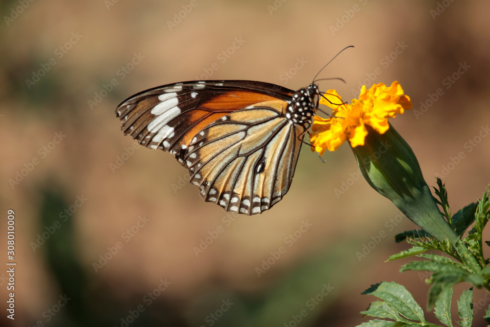 Butterfly with flowers with a blurred background. Butterfly with flowers with a blurred background.
