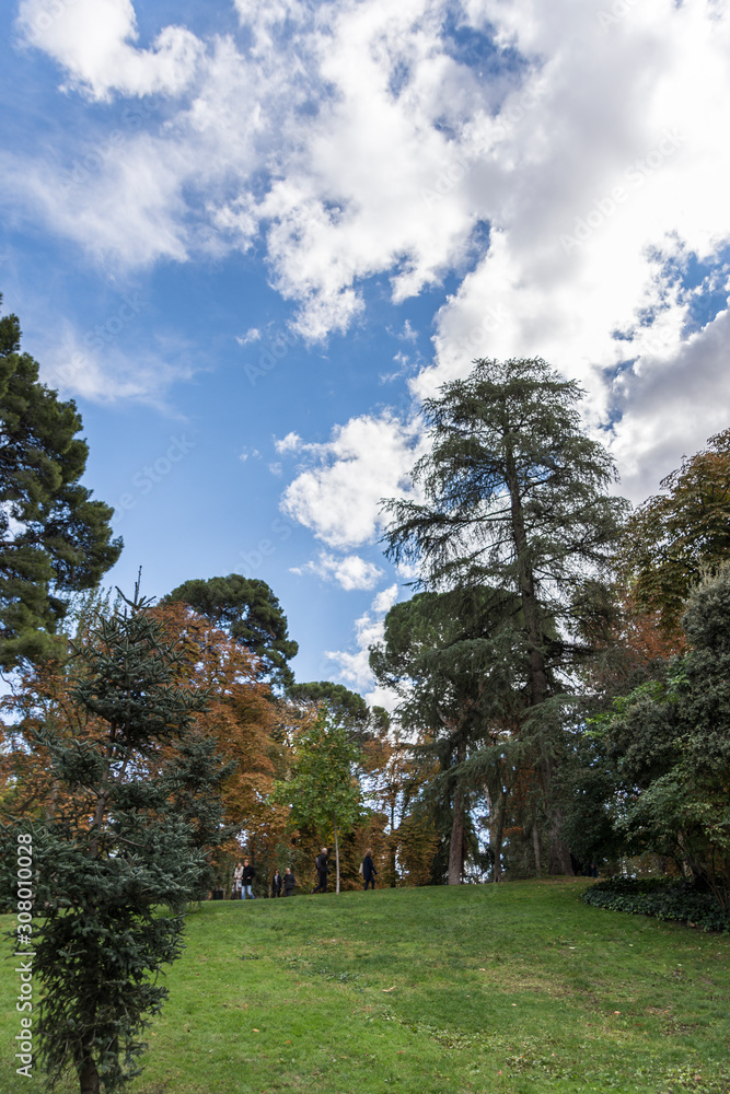 bonito paisaje de los arboles verdes sobre cielo azul en el parque