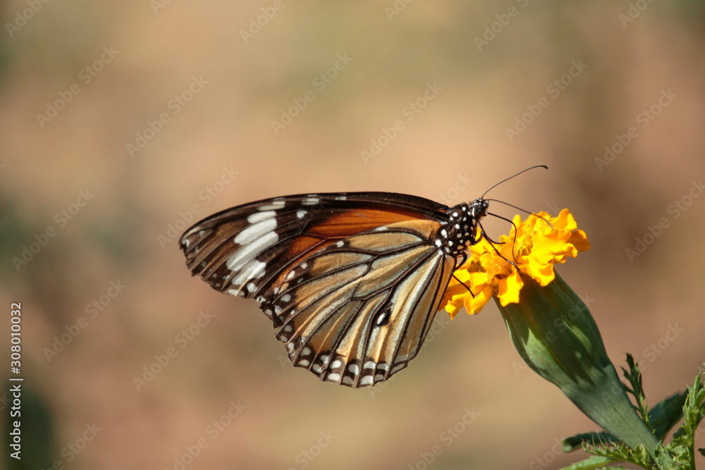 Fototapeta premium Butterfly with flowers with a blurred background.