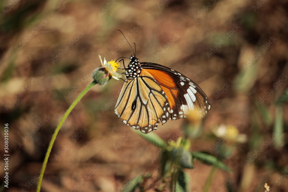 Butterfly with flowers with a blurred background. Butterfly with flowers with a blurred background.