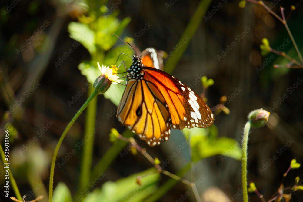 Fototapeta premium Butterfly with flowers with a blurred background.