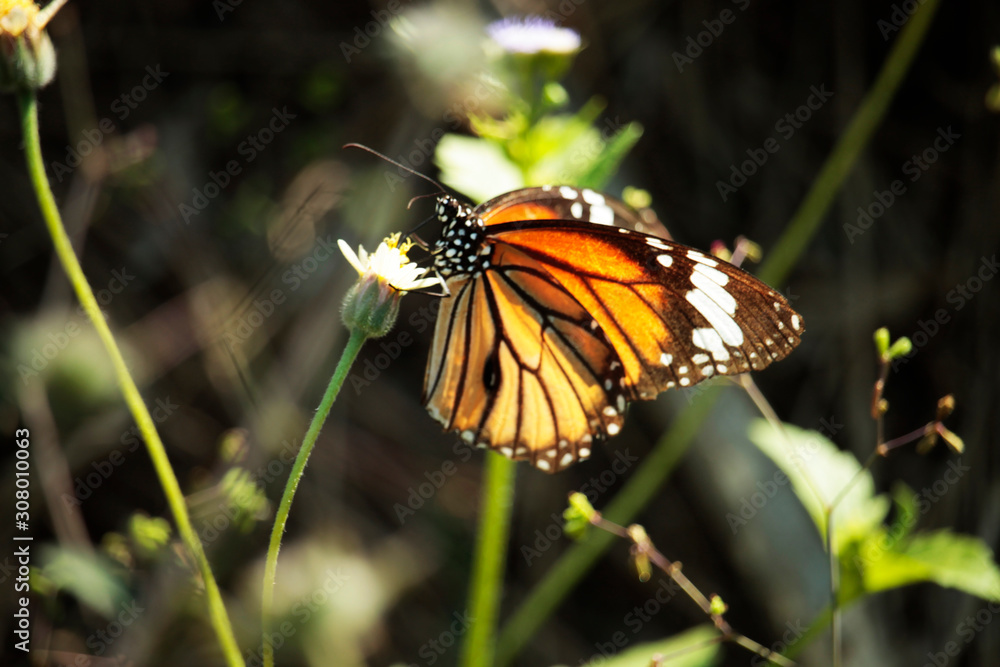 Fototapeta premium Butterfly with flowers with a blurred background.