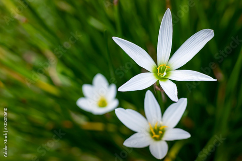 White flowers filled with green leaves as a background