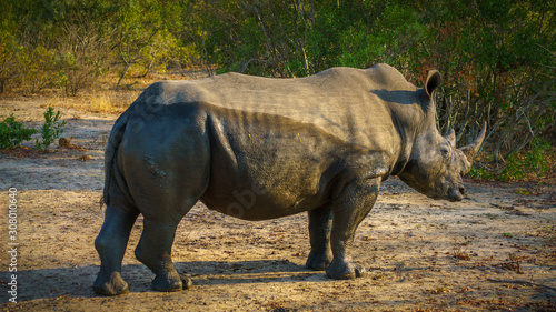 white rhino in kruger national park, mpumalanga, south africa 16