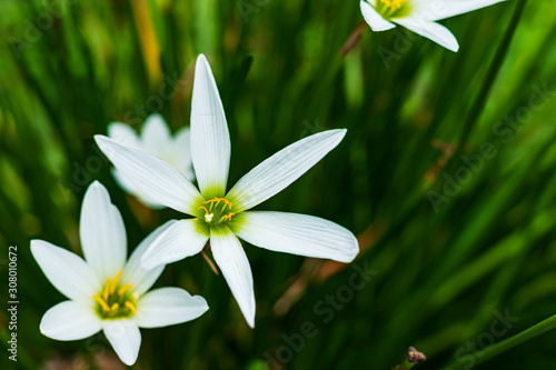 White flowers filled with green leaves as a background