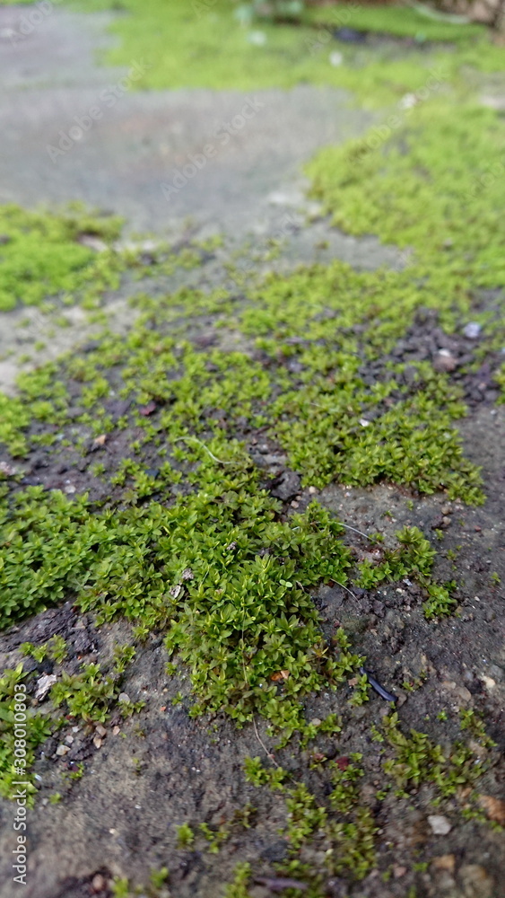 Moss wet surface old wall and old brickBackground Moss wet surface old wall and old brickBackground