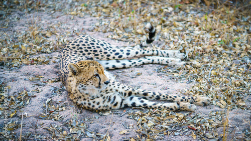 cheetah in kruger national park, mpumalanga, south africa