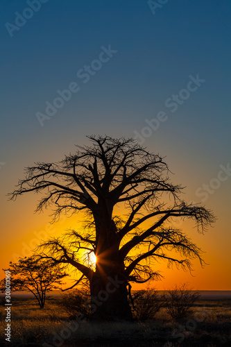 Yellow sunrise behind baobab tree on Kukonje Island