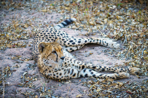 cheetah in kruger national park, mpumalanga, south africa