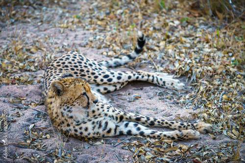 cheetah in kruger national park, mpumalanga, south africa