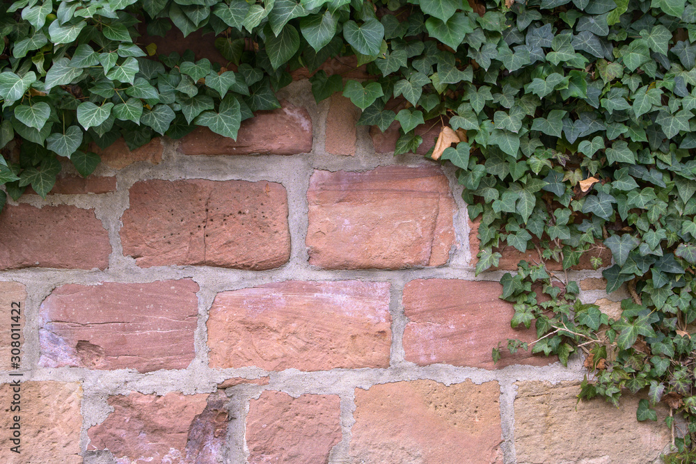 wall of reddish sandstone framed with evergreen ivy, architecture or nature background with copy space wall of reddish sandstone framed with evergreen ivy, architecture or nature background with copy space