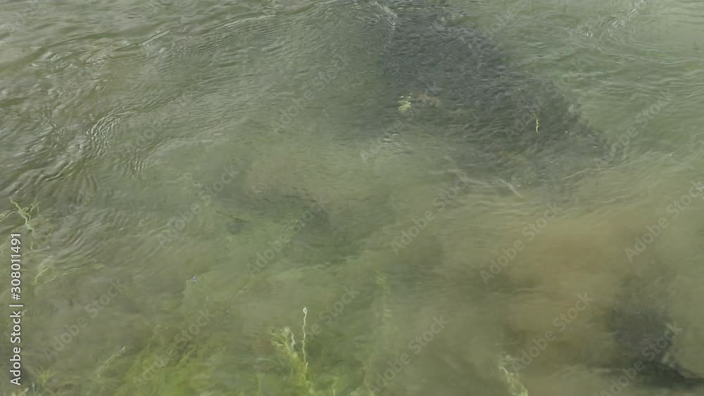 Arapaima fish extremely fast hunts another fish and leaves Arapaima fish extremely fast hunts another fish and leaves