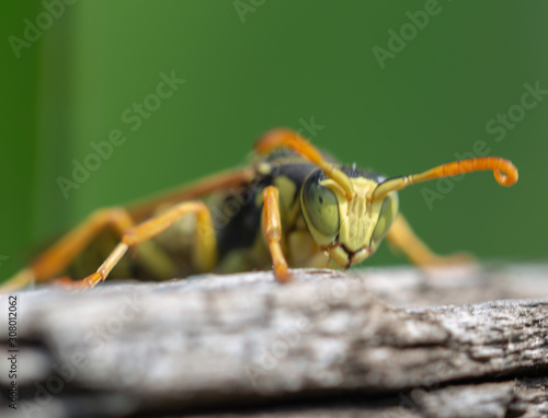 grasshopper on leaf © PLATITSIN BORIS