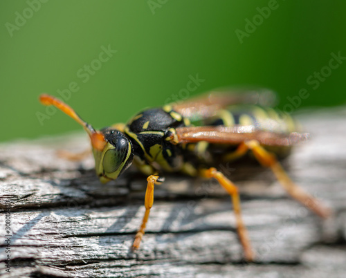 beetle on a leaf