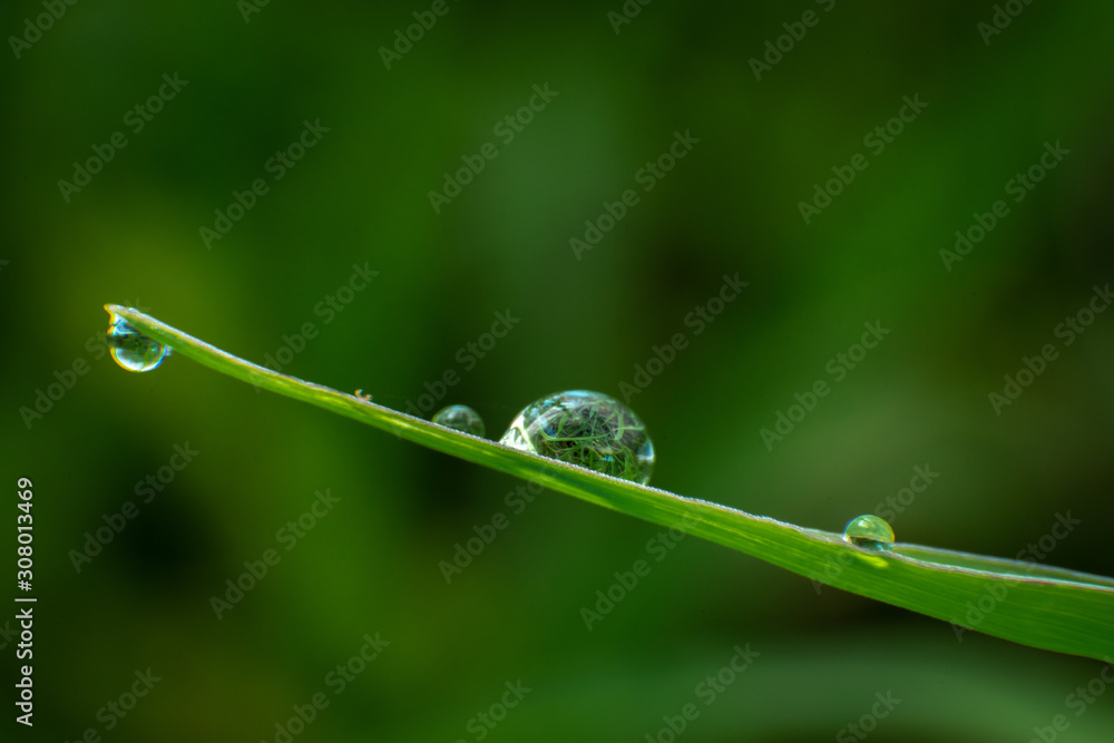 grass with raindrops grass with raindrops