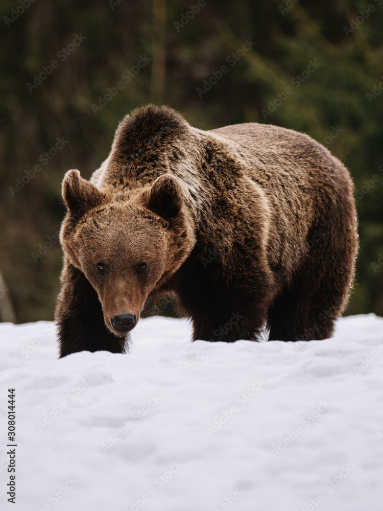 Portrait of a dangerous brown bear in her natural habitat. Portrait of a dangerous brown bear in her natural habitat.