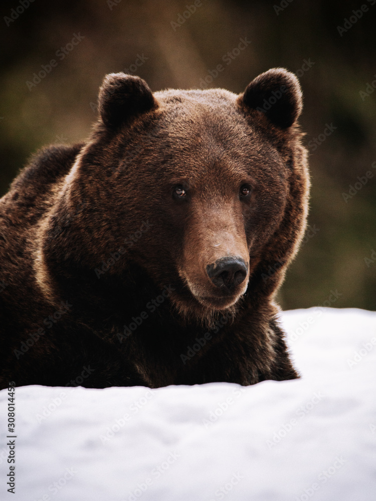 Portrait of a brown bear in natural habitat. Portrait of a brown bear in natural habitat.