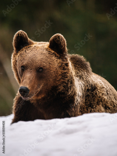 Portrait of a wild  brown b...