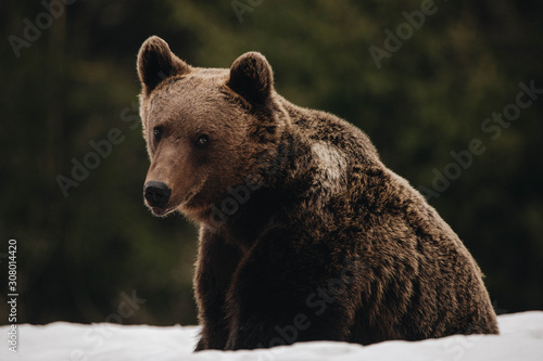 Wild brown bear in the fore...