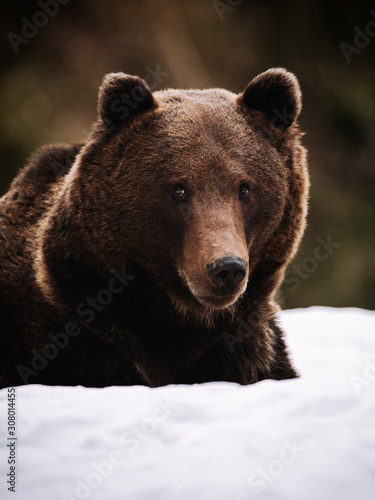 Portrait of a brown bear in...