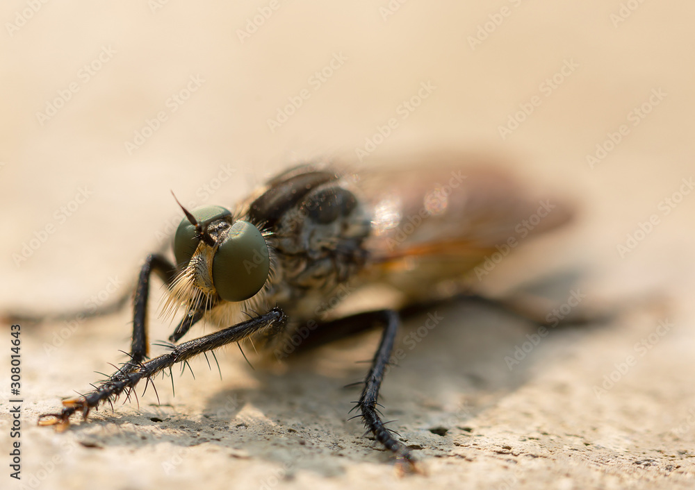 fly on leaf fly on leaf