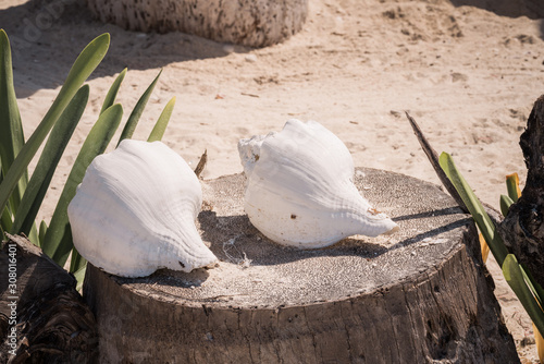 couple coquillage plage