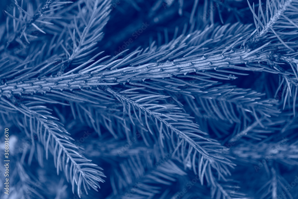 Macro shot of pine tree branches in nature. Beautiful 2020 new year or christmas background in trendy blue color. Unique natural backdrop. Macro shot of pine tree branches in nature. Beautiful 2020 new year or christmas background in trendy blue color. Unique natural backdrop.