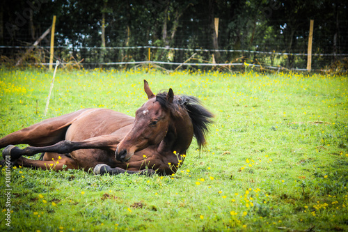 Horse lying on his field photo