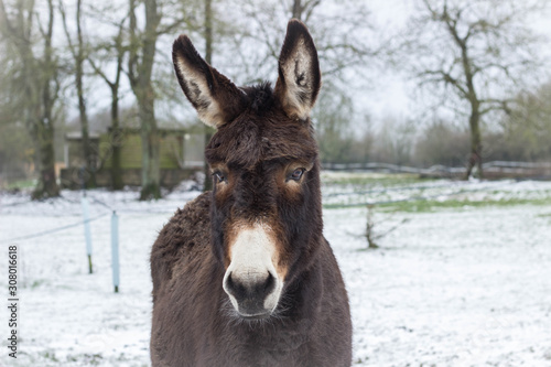 Donkey in winter