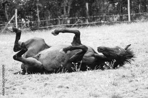 Horse lying on his field photo