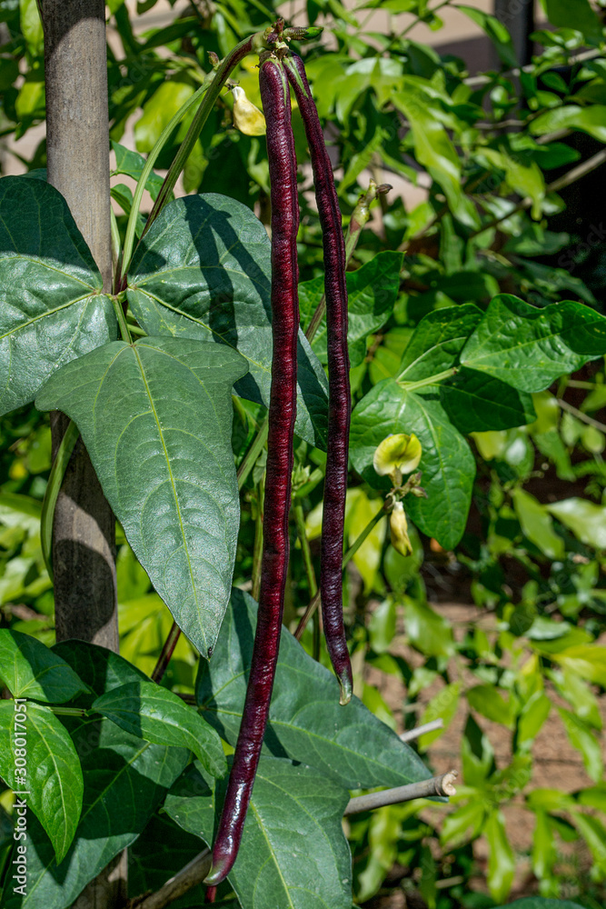 Growing yard-long bean without chemicals, Sufficiency economy, Purple and Green Yard Bean. Growing yard-long bean without chemicals, Sufficiency economy, Purple and Green Yard Bean.