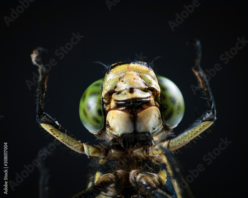 The Conductor