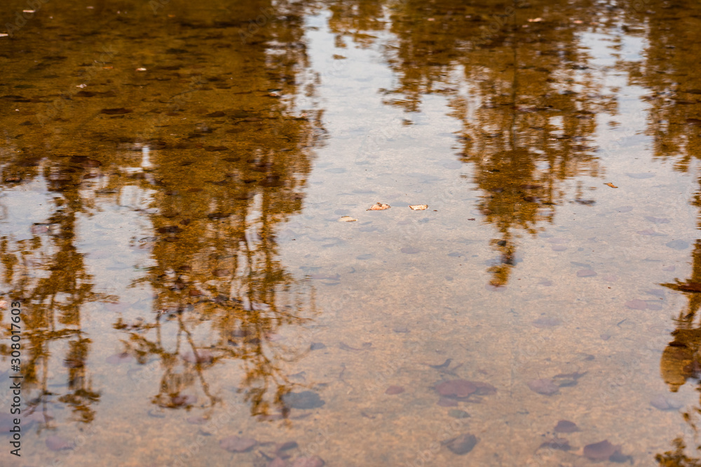 Water surface with autumn leaves and reflecting trees Water surface with autumn leaves and reflecting trees