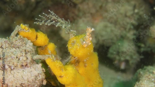 A yellow Decorator Crab Hyastenus elatus  using soft coral sponges to camouflage its shell photo