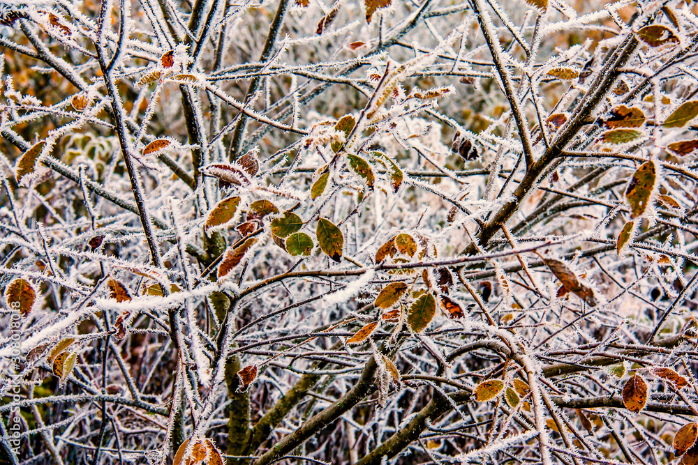 Winter Äste Struktur mit Blätter und Frost, als Hintergrund geeignet Winter Äste Struktur mit Blätter und Frost, als Hintergrund geeignet