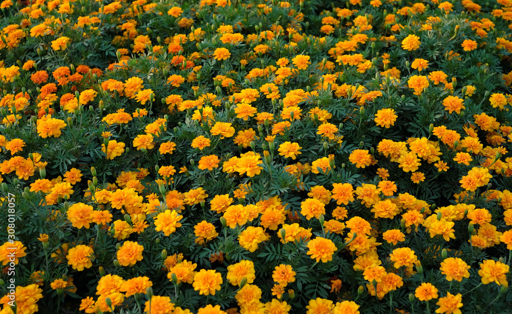 field of Orange African Marigold flowers in top view