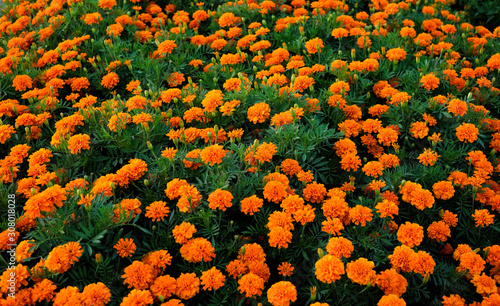 field of Orange French Marigold flowers in top view