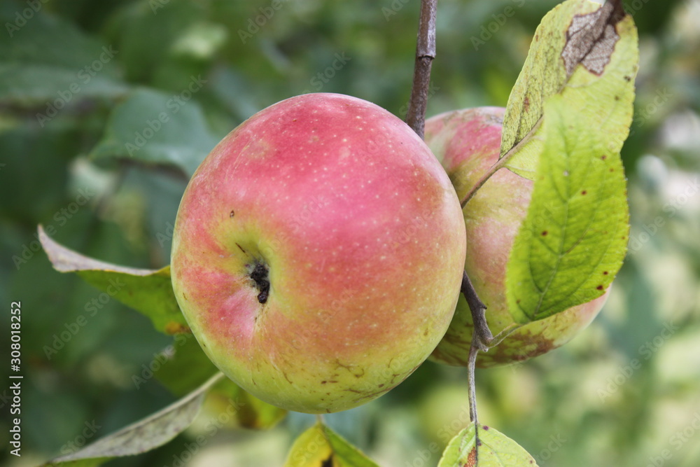 Apples on a tree branch, background, wallpaper. Apples on a tree branch, background, wallpaper.
