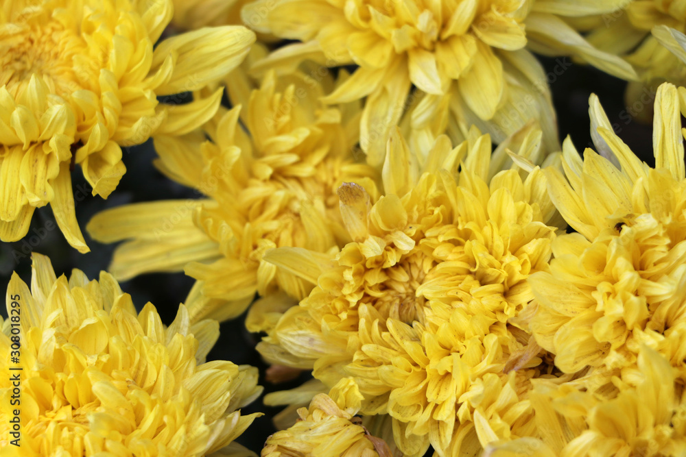 Chrysanthemum yellow flowers, sometimes called mums or chrysanths blooming. Chrysanthemum yellow flowers, sometimes called mums or chrysanths blooming.