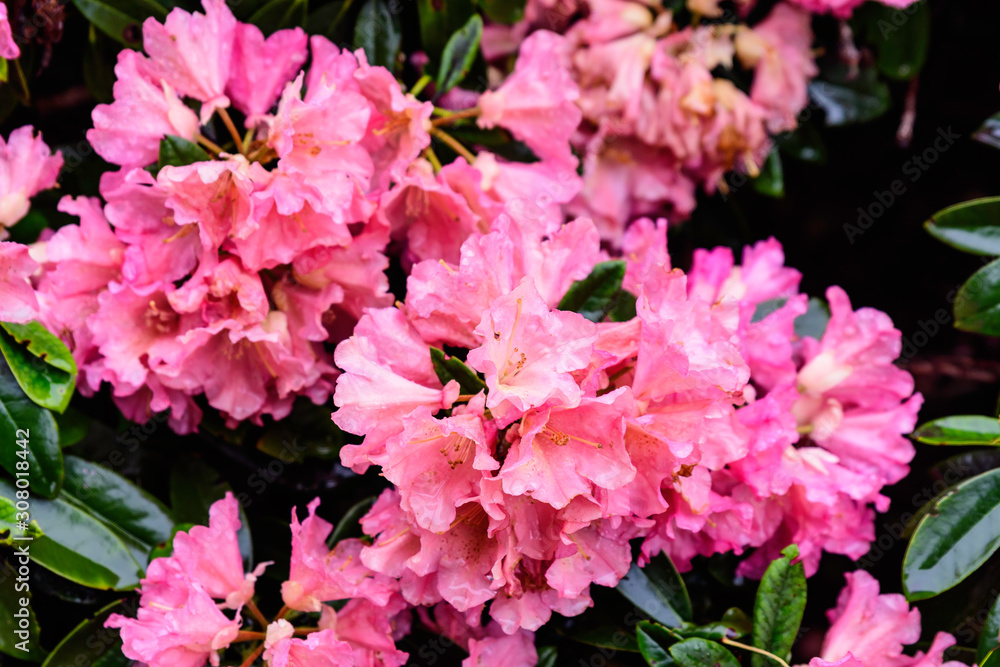 Bush of large red pink azalea or Rhododendron flowers in a sunny spring garden in Scotland, United Kingdom, beautiful floral landscape and background