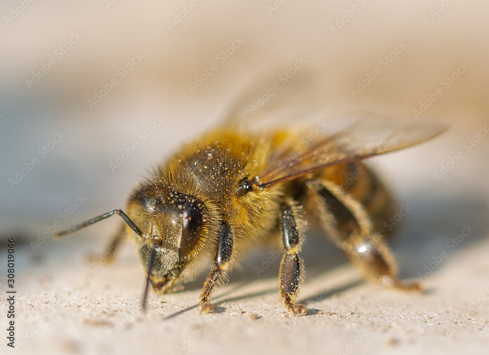 bee on flower bee on flower