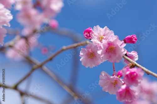 青空と桜