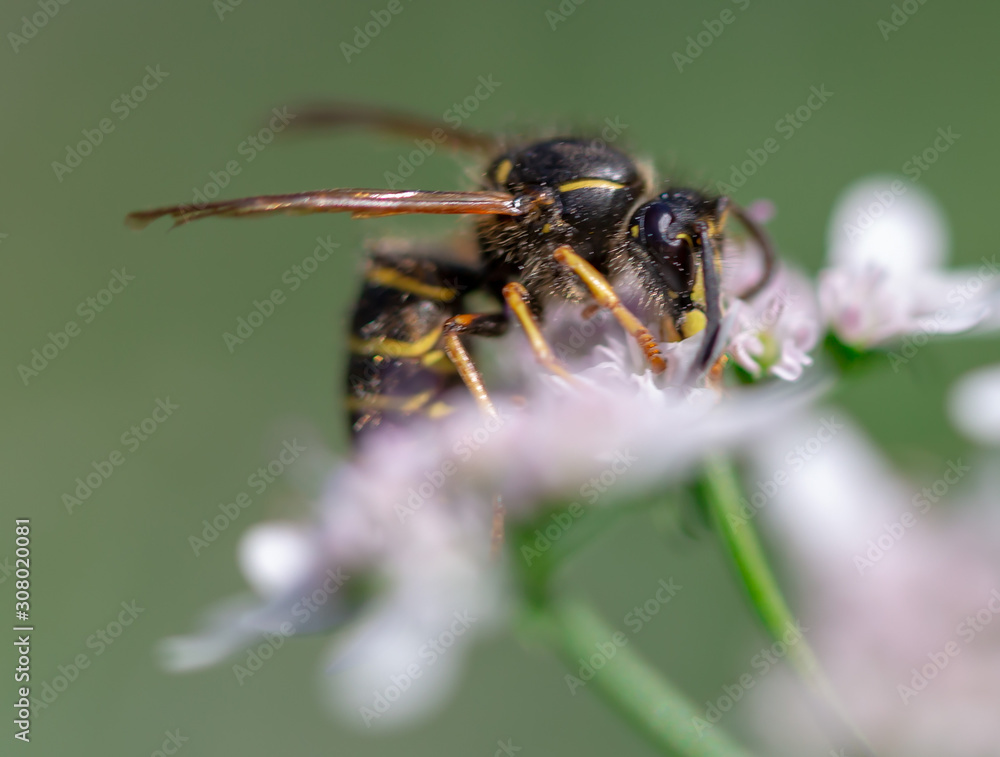 Fototapeta premium bee on flower