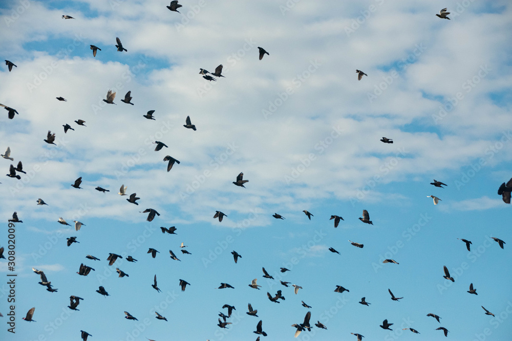 Lots and lots of birds flying through a blue sky