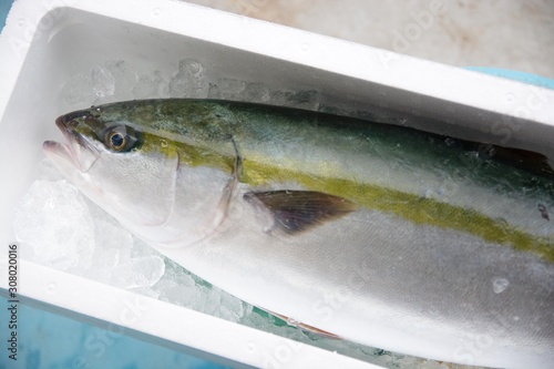 ブリ　yellowtail　 Seriola quinqueradiata Temminck and Schlegel