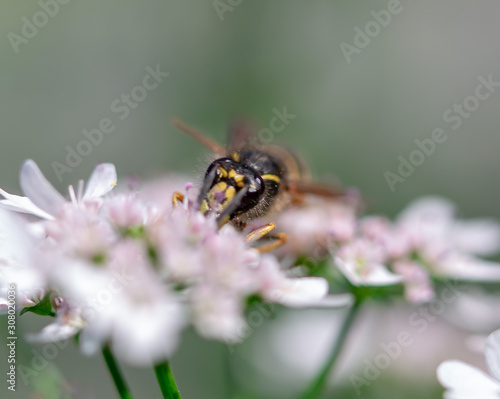 bee on flower © PLATITSIN BORIS