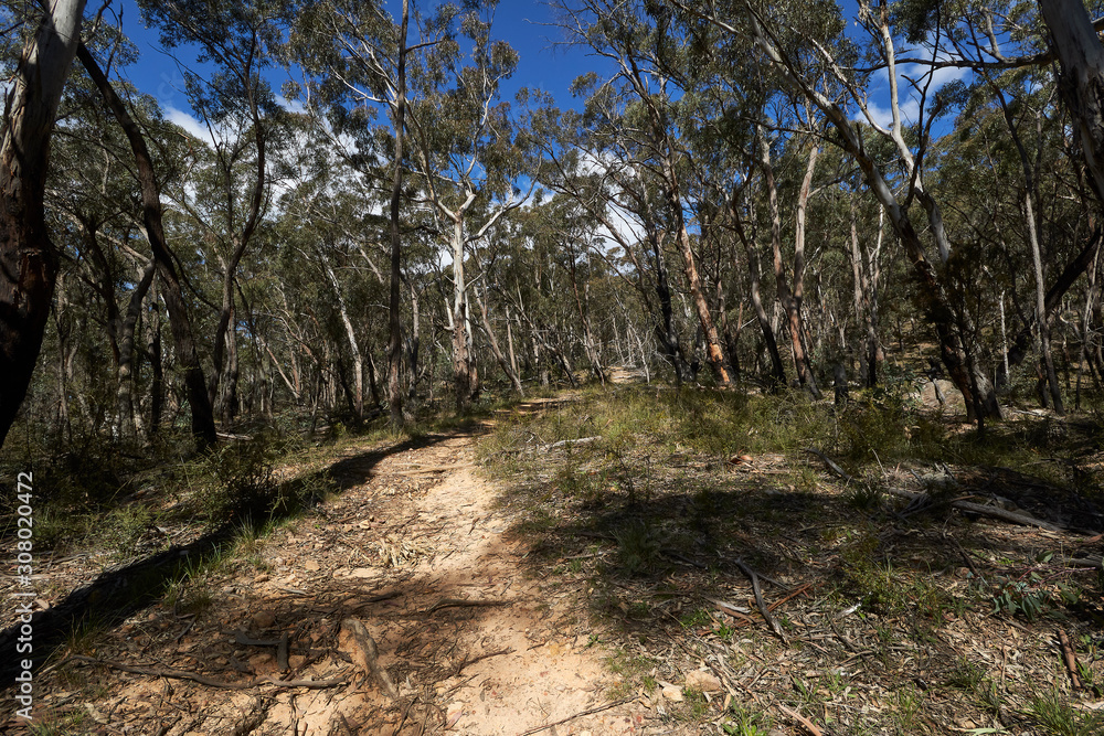 Mt York walking track in the Blue Mountains, New South Wales, Australia. Mt York walking track in the Blue Mountains, New South Wales, Australia.