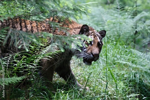 The Siberian tiger  Panthera tigris Tigris   or  Amur tiger  Panthera tigris altaica  in the forest.