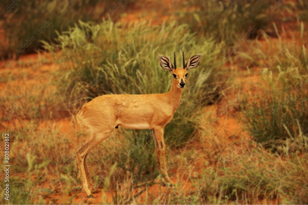 The steenbok (Raphicerus campestris) walking in bush with green background in evening sun. The steebook staying in high grass. The steenbok (Raphicerus campestris) walking in bush with green background in evening sun. The steebook staying in high grass.